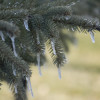 pine frost1