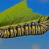 caterpillar-562104